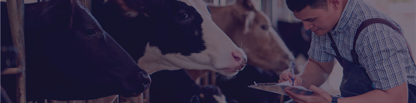 Man writing notes when examining cows