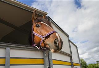 Horsebox Insurance